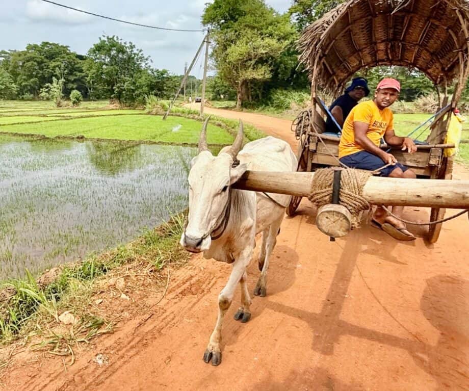 Your experience at Hiriwadunna Village Tour