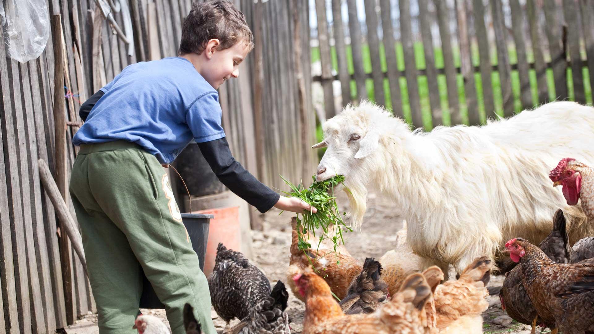 Children's Farm