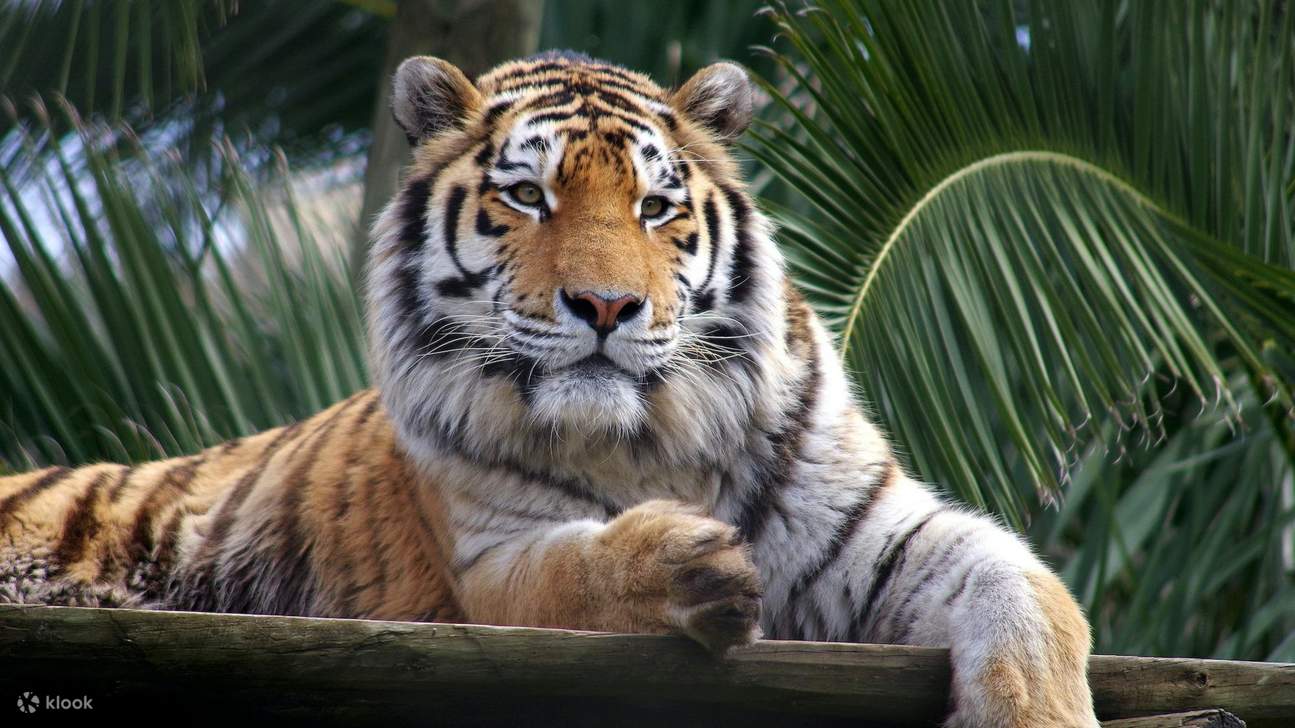 Lisbon Zoo Tickets