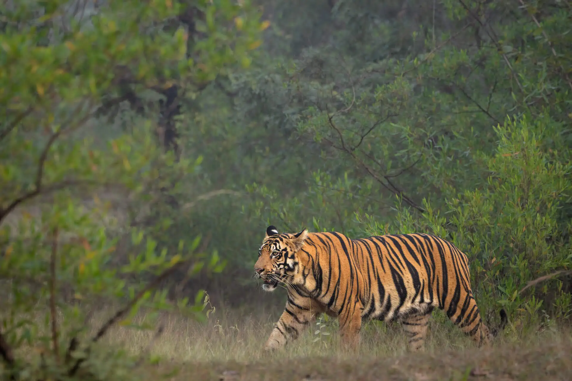 Big Cat Zone
