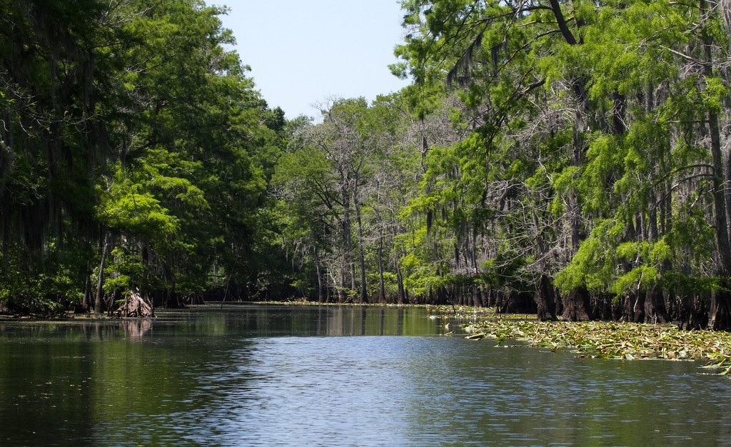 Maurepas Swamp Views