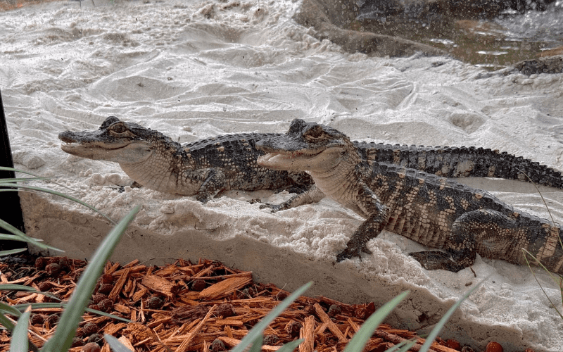 Critter Enclosure
