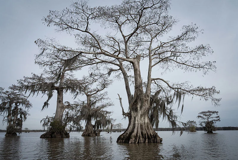 New Orleans Zipline Swamp Tour Essentials