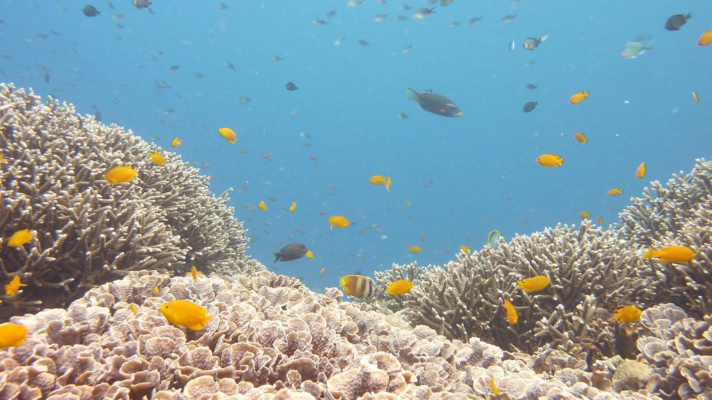 Coral Gardens