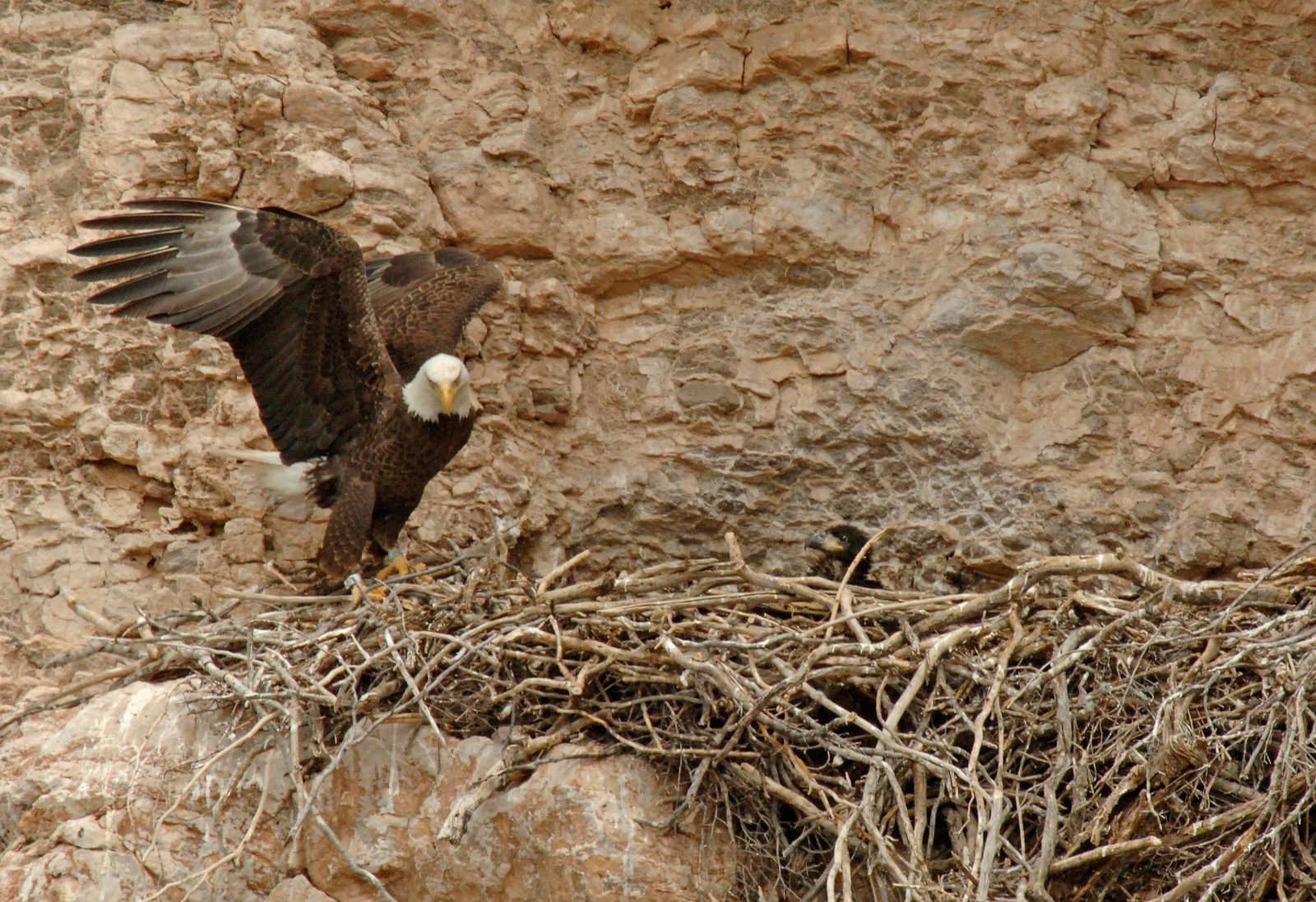 Eagle Nesting Sites