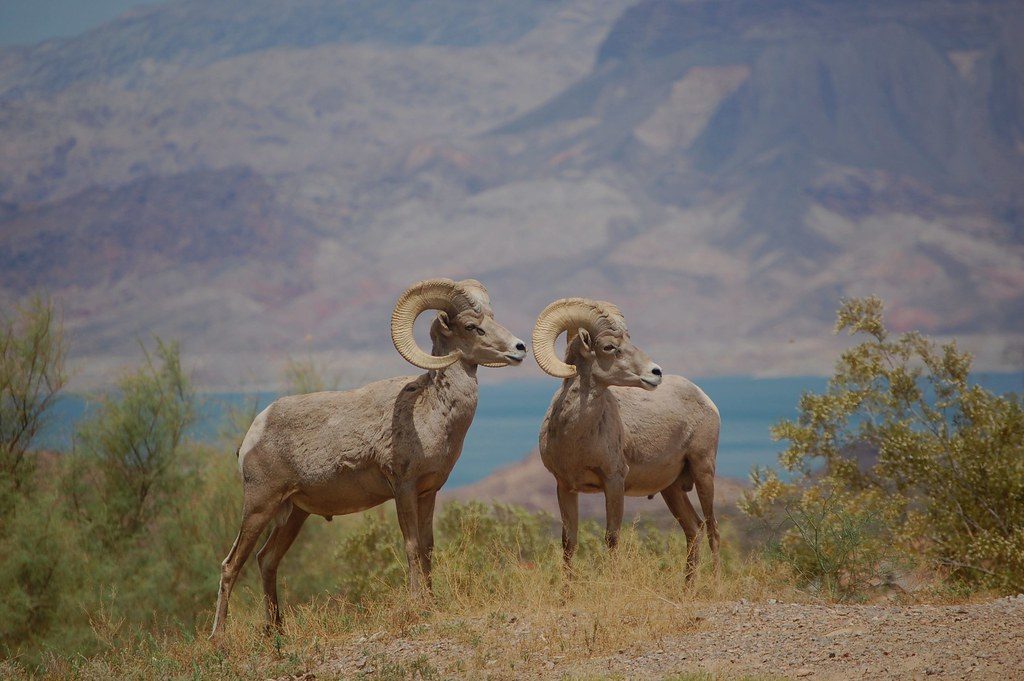 Desert Bighorn Sheep