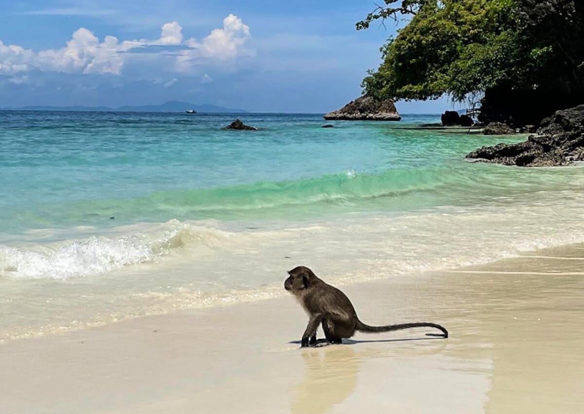 Monkey Beach