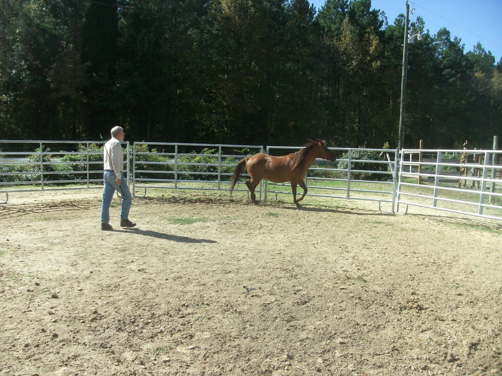 Equestrian Training Ring