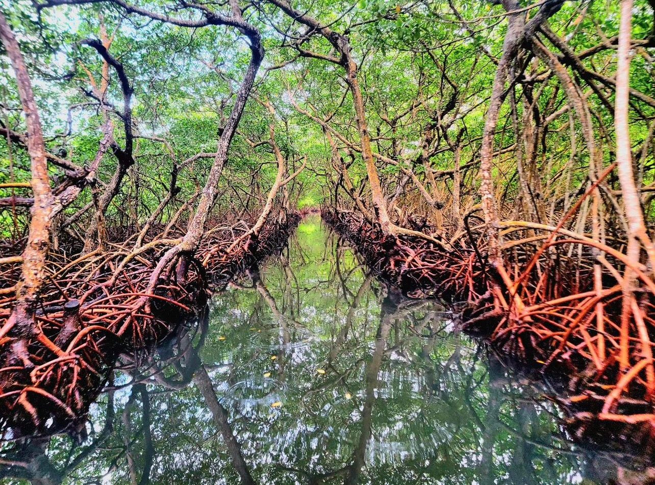 Mangrove Tunnels