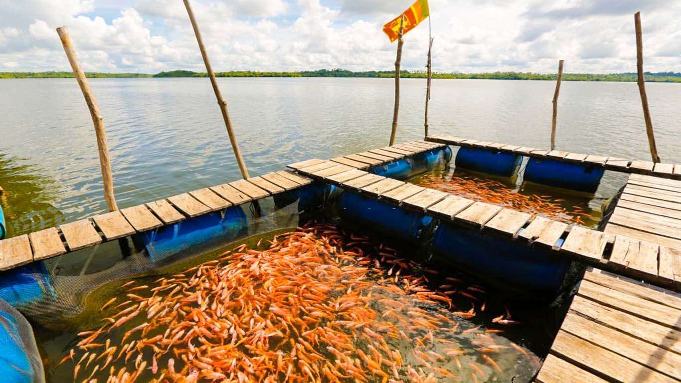 Fish Therapy Station