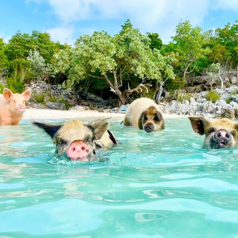 Pig Encounters Area