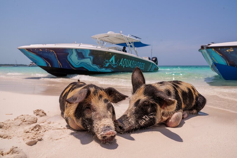 Shoreline pig line-up