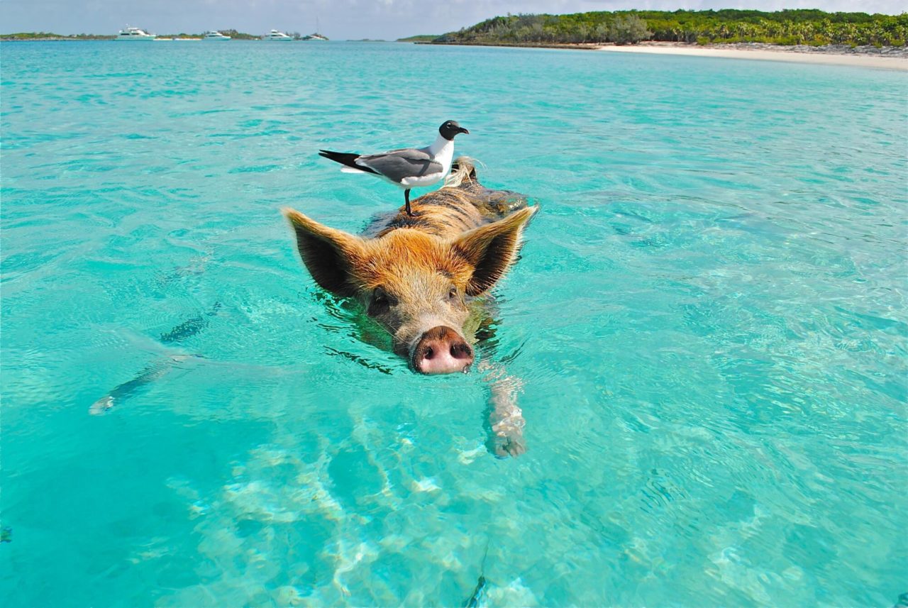 Shallow-water pig pose
