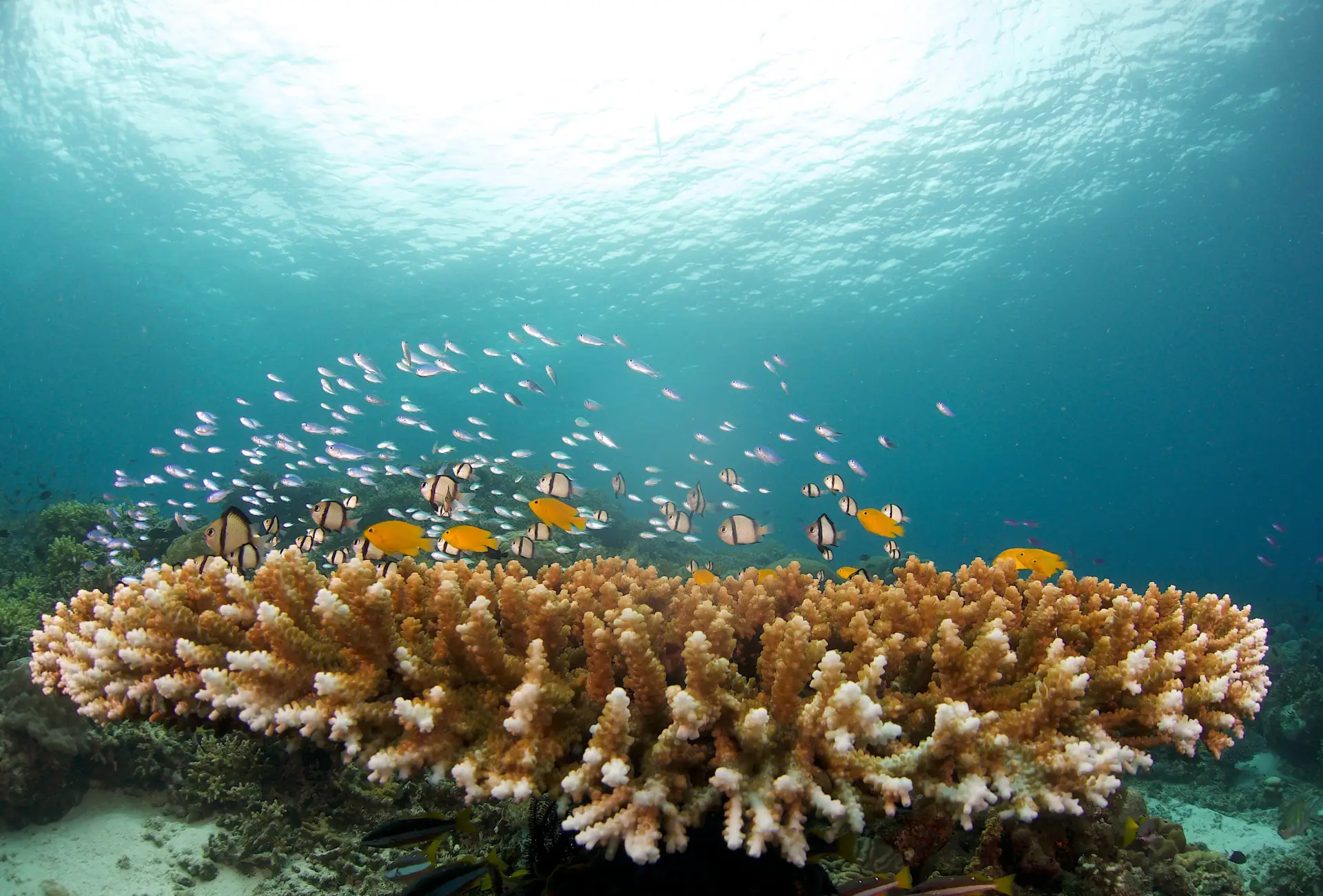 Coral Garden