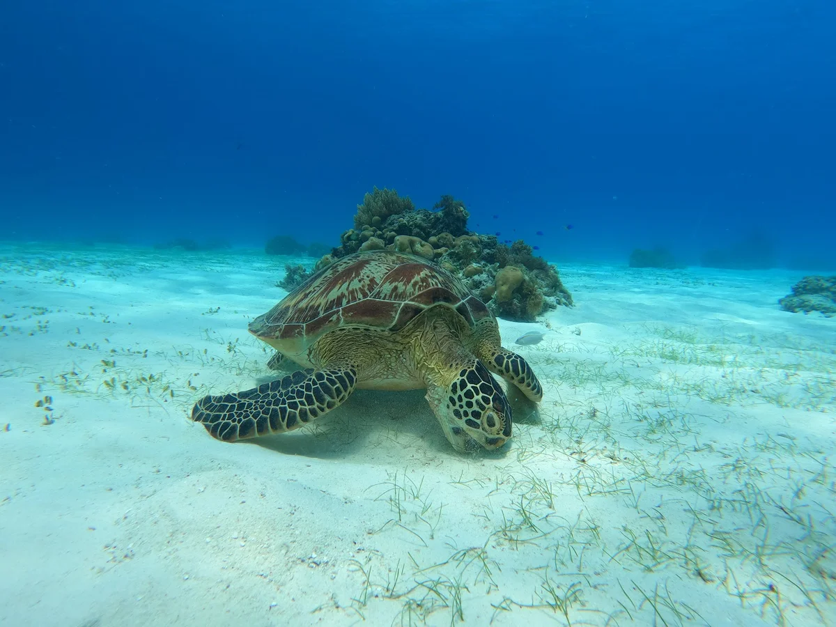 Turtle Point