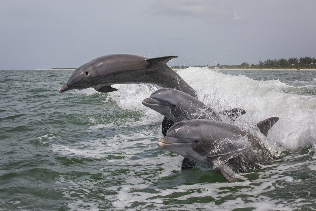 Marine Mammal Observation
