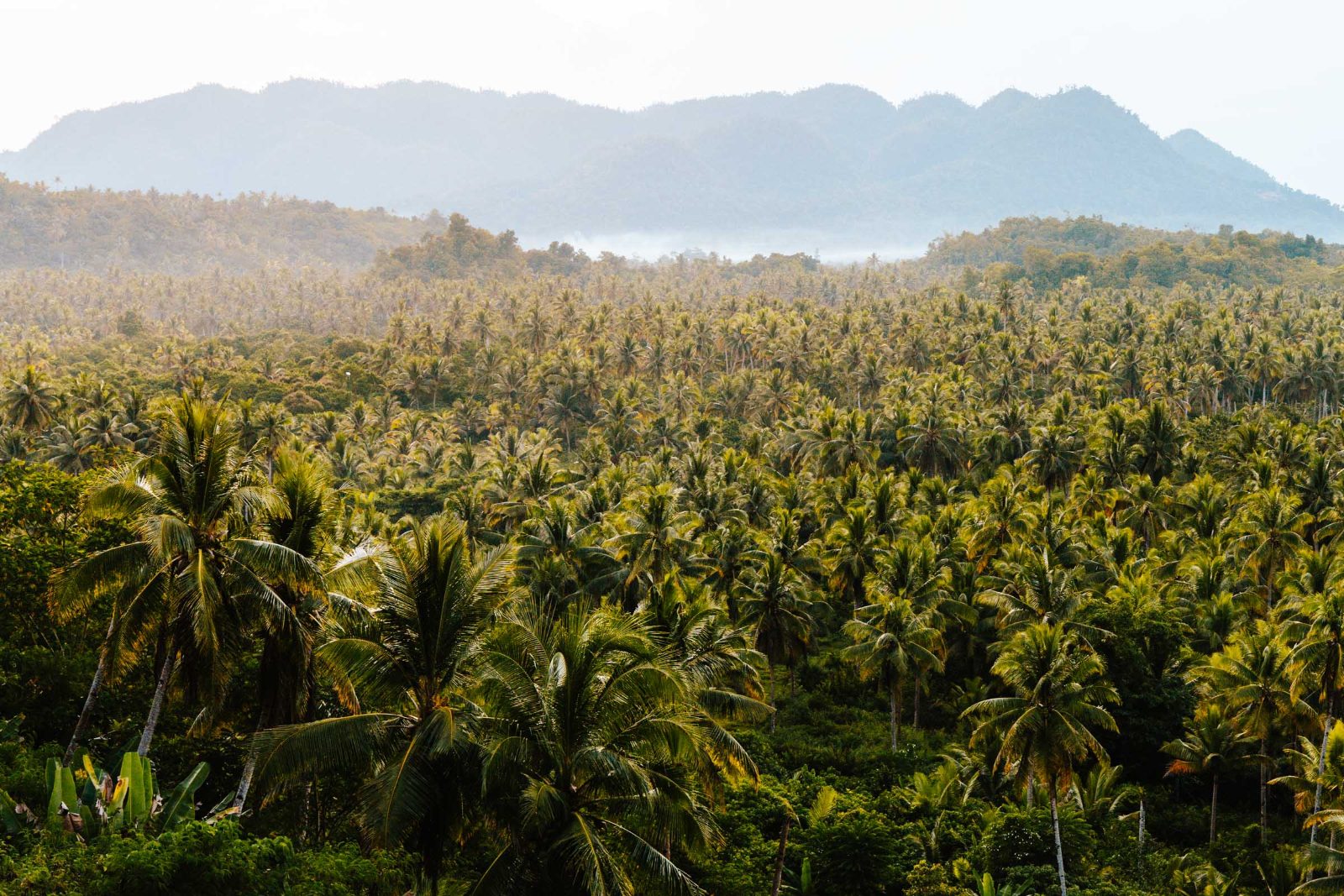 Coconut Mountain View