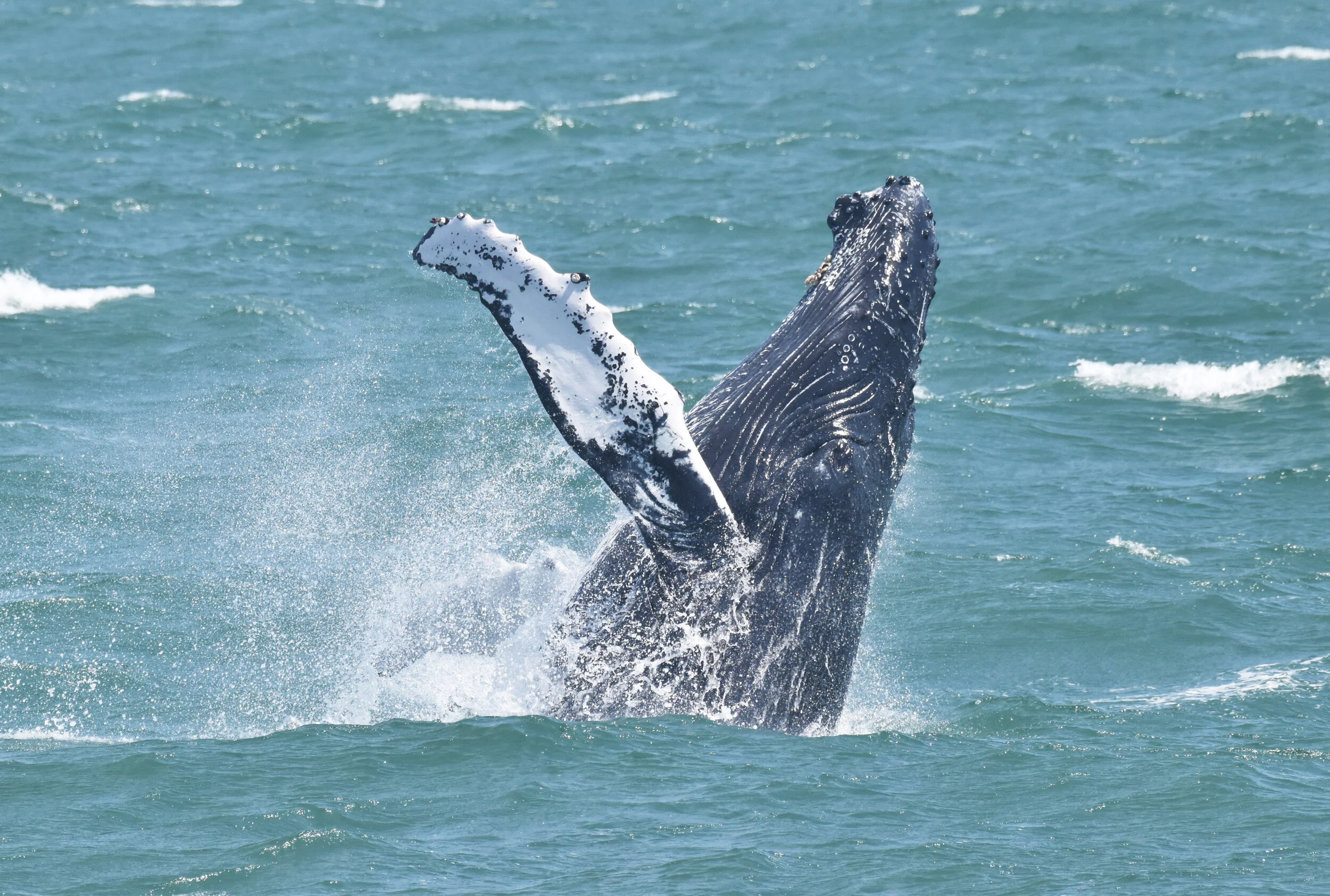 Marine Mammal Sightings