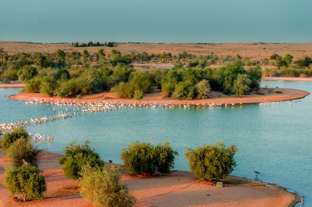 Al Marmoom Desert Conservation Reserve