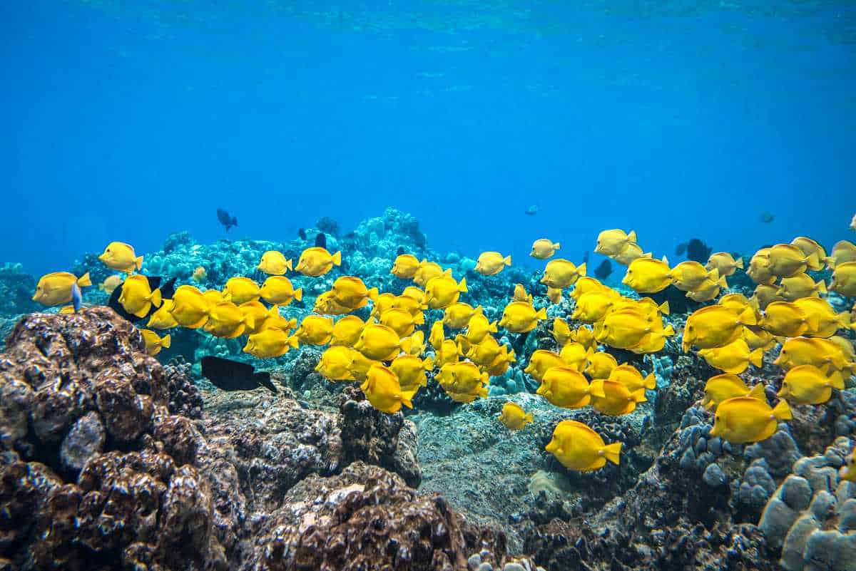 Tropical Fish Schools