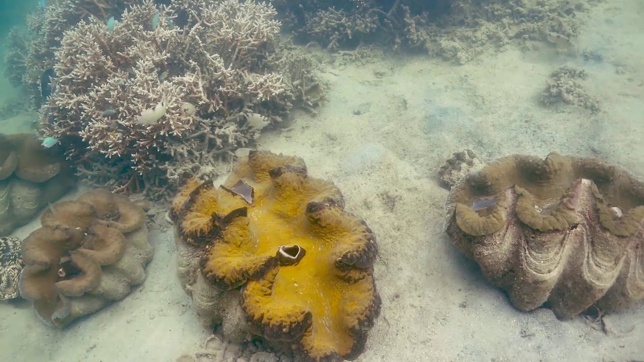 Kewalo Basin Coral