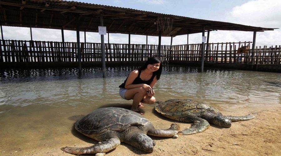 Turtle Island