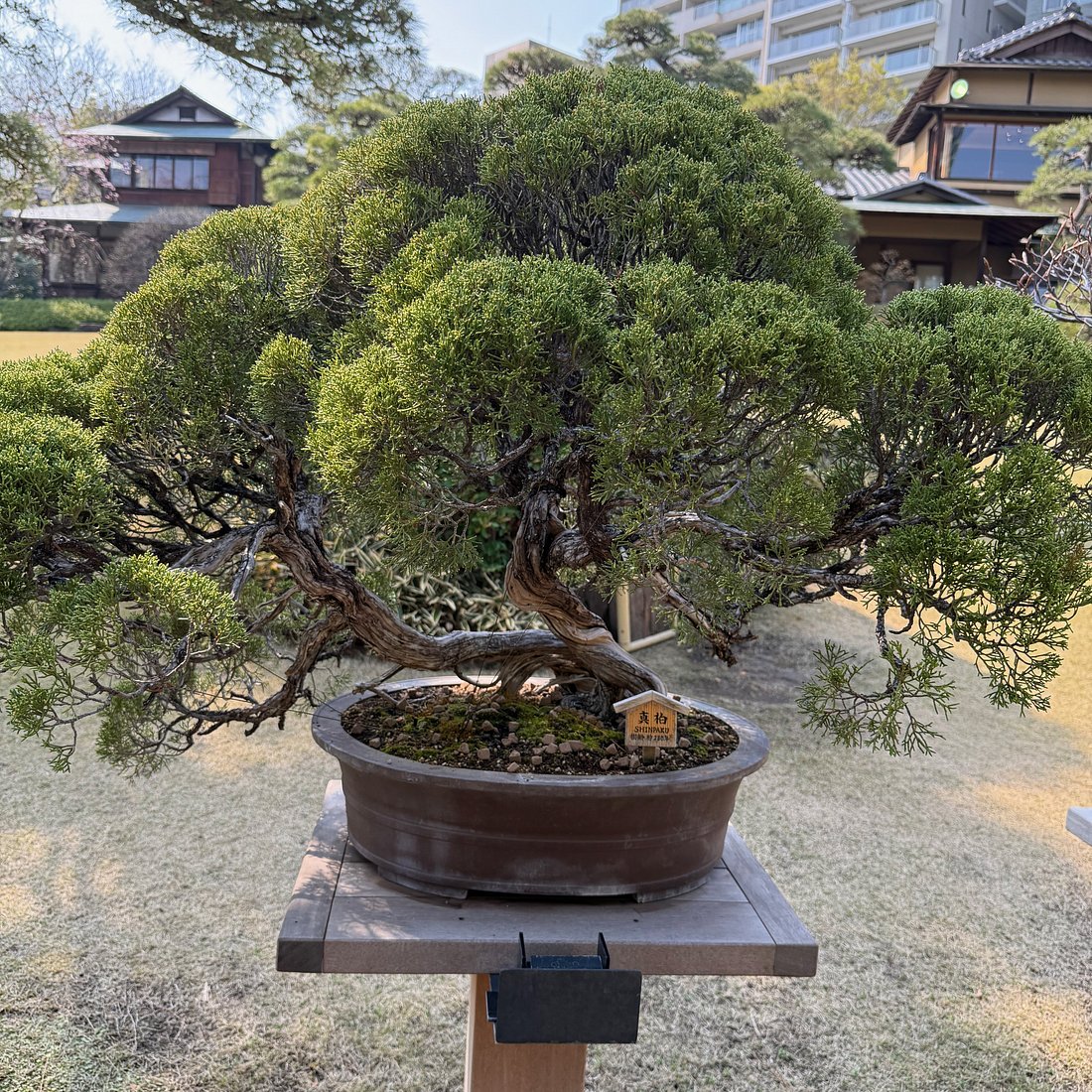 Ancient Bonsai