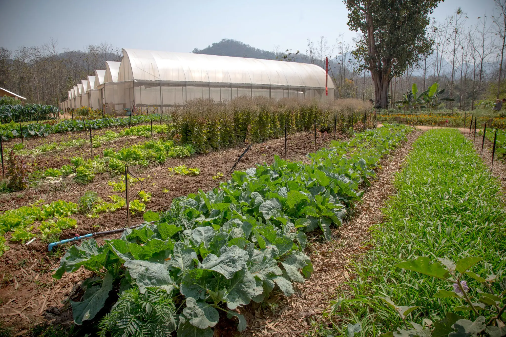 Organic Farm Visit
