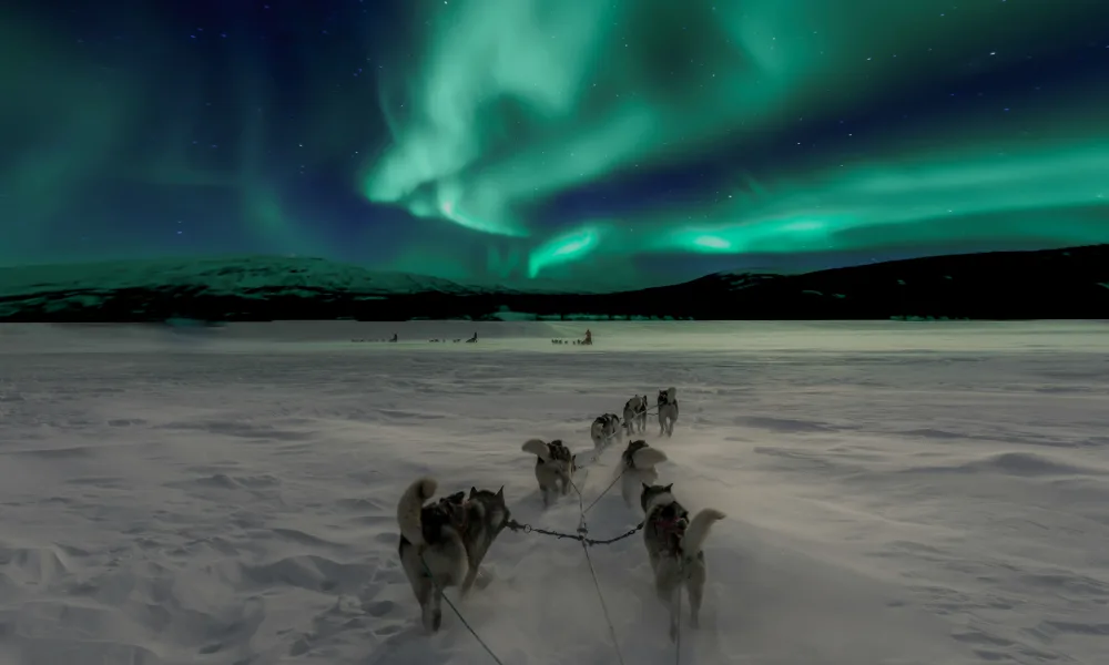 Your experience at Dog Sledding Yellowknife