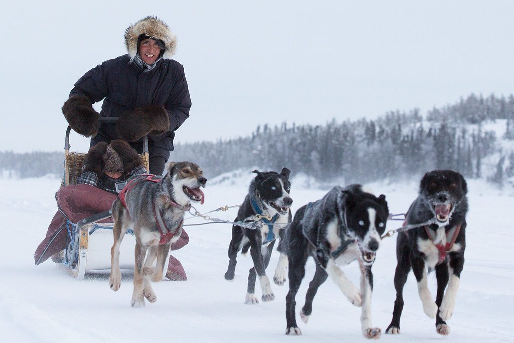 Dog Sledding Yellowknife