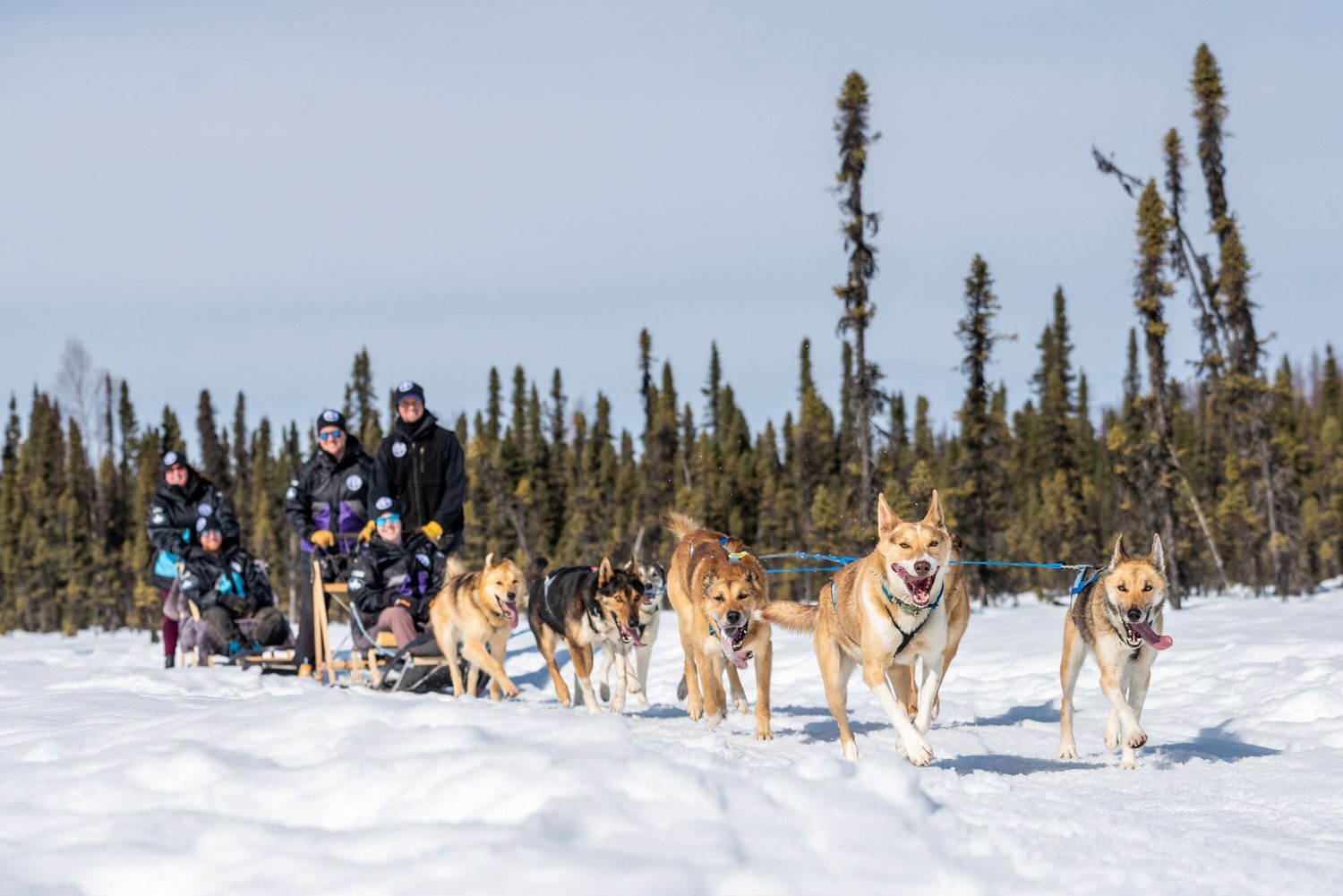 Dog Sledding Yellowknife Adventures