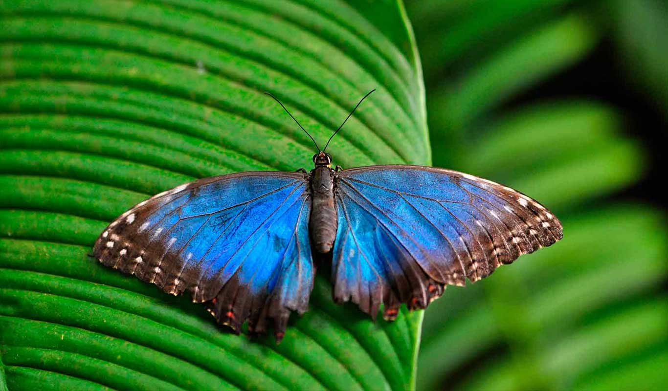 Butterfly Garden