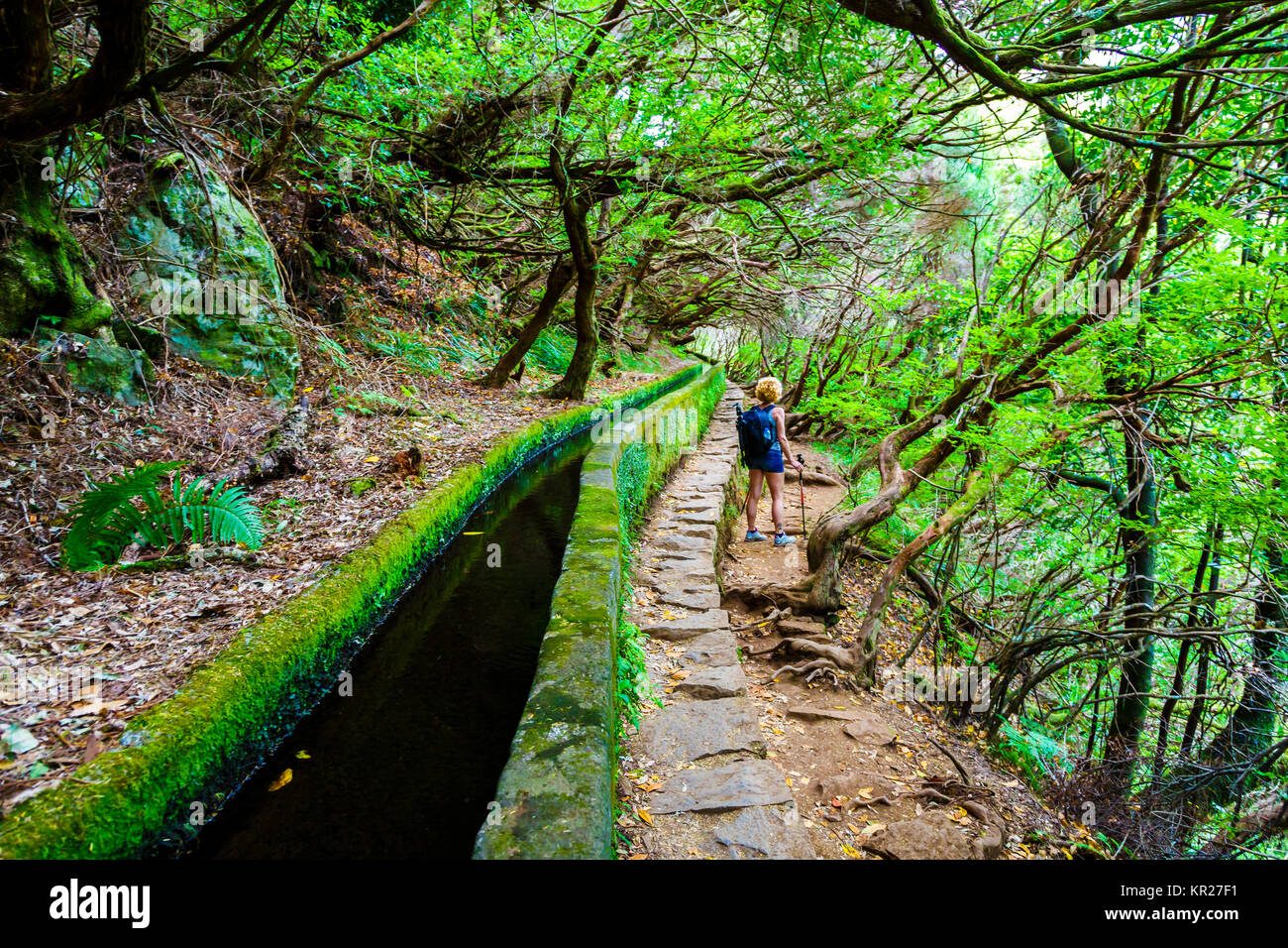 Laurisilva Forest