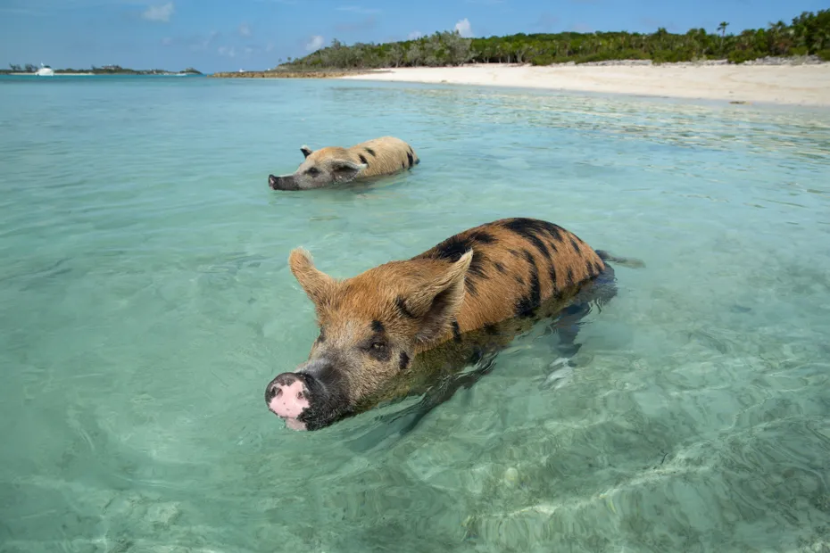 Pig Beach Encounter