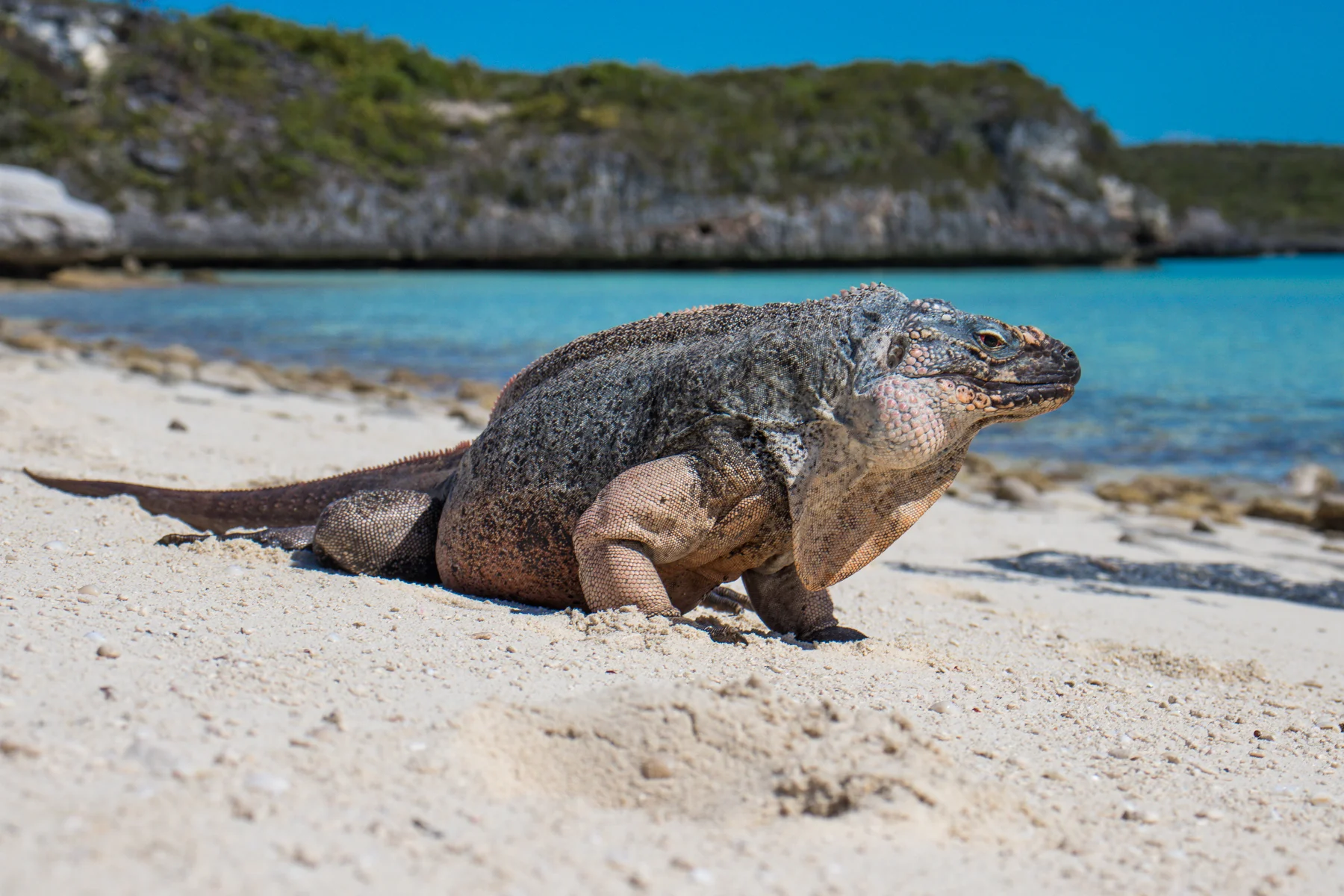 Bitter Guana Cay