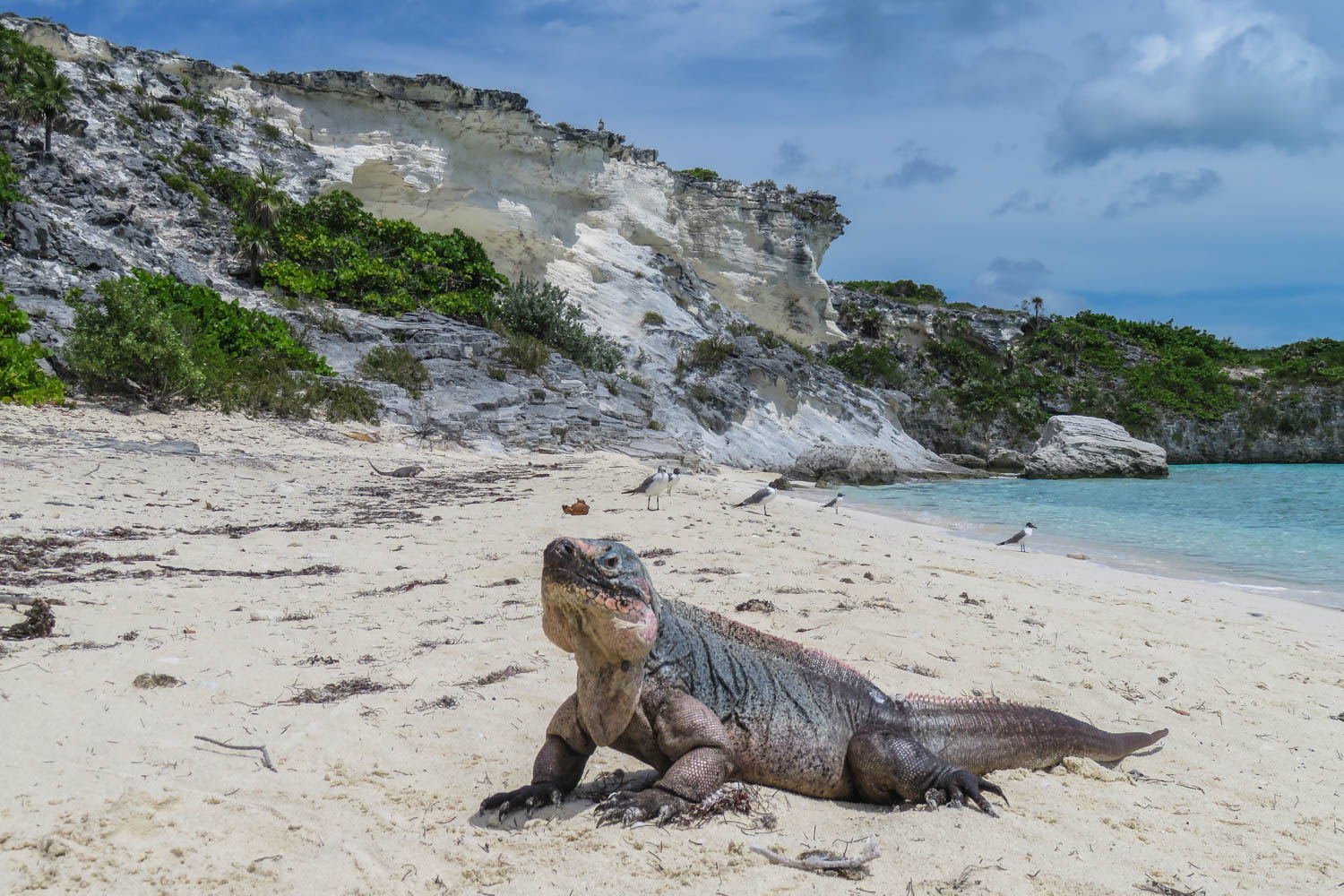 Bitter Guana Cay Iguana Beach