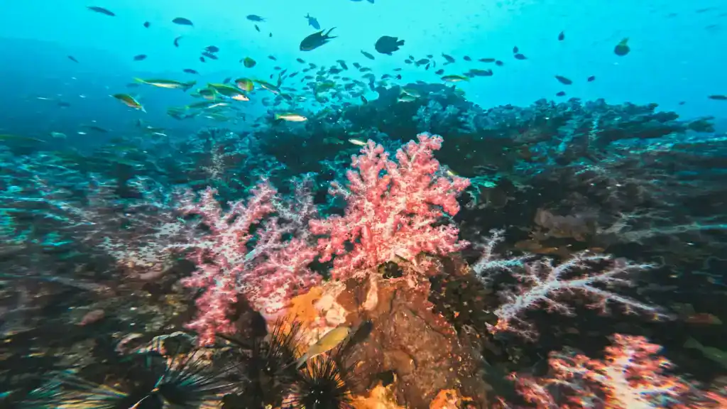 Koh Lipe Snorkeling Price