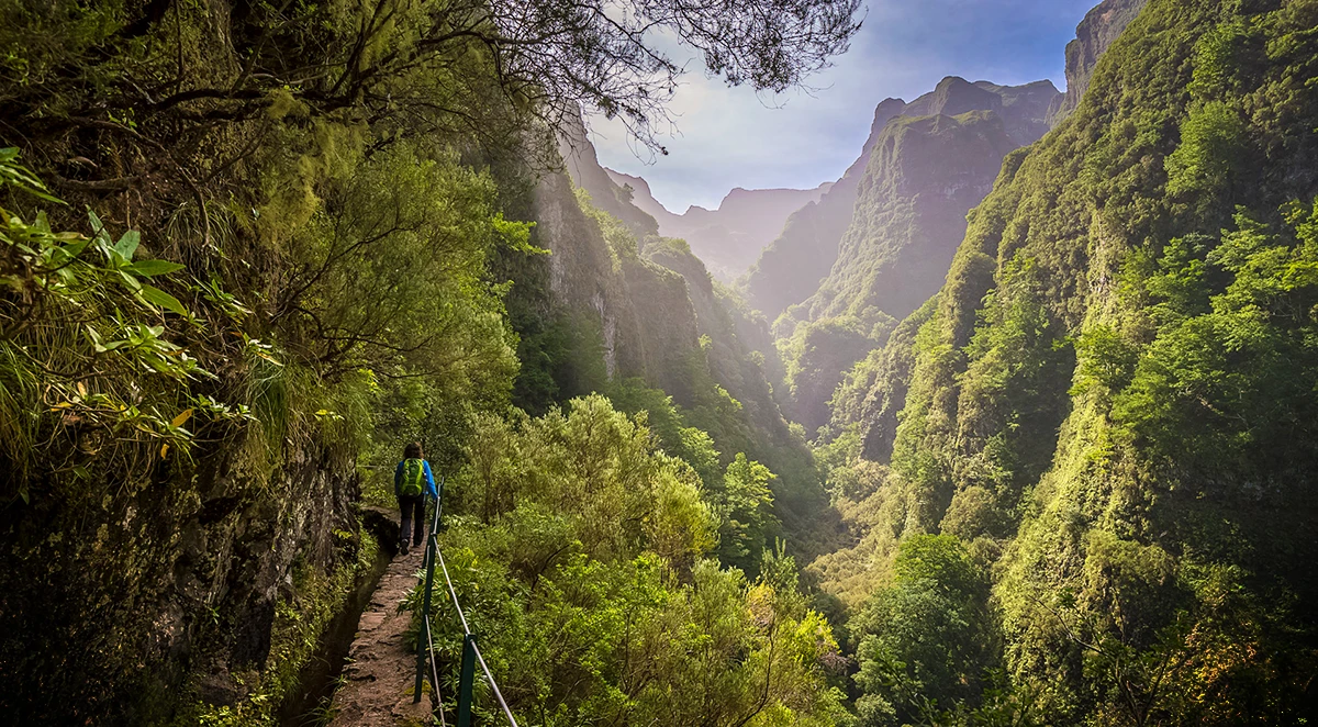Laurissilva Forest Trail