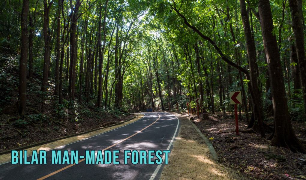 Bilar Man-Made Forest