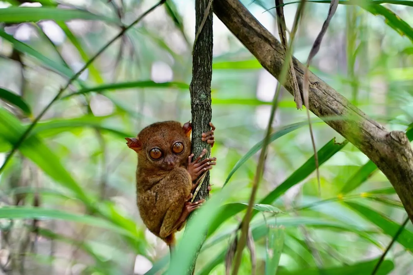 Philippine Tarsier Sanctuary