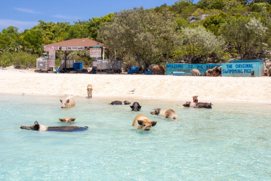 Shaded Pig Shelters