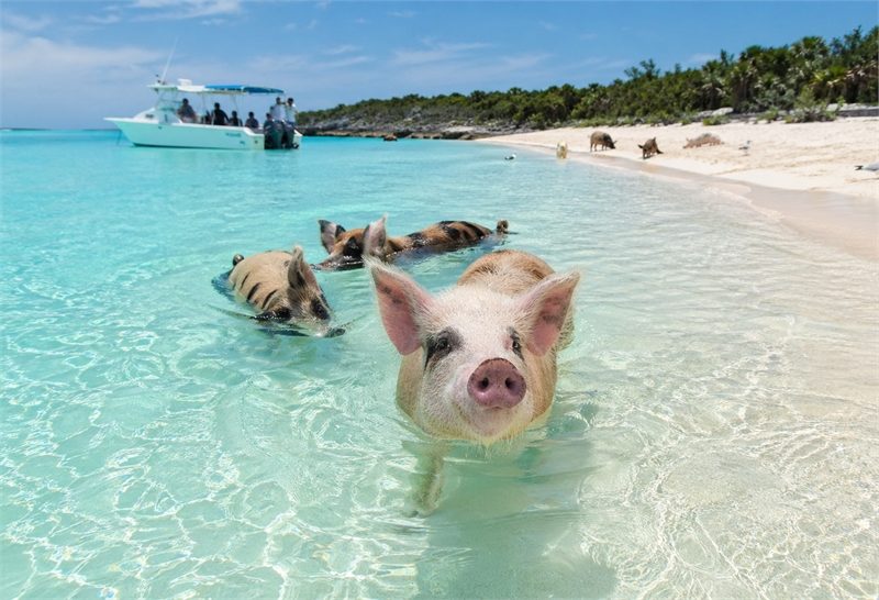 Swimming Pigs at Big Major Cay