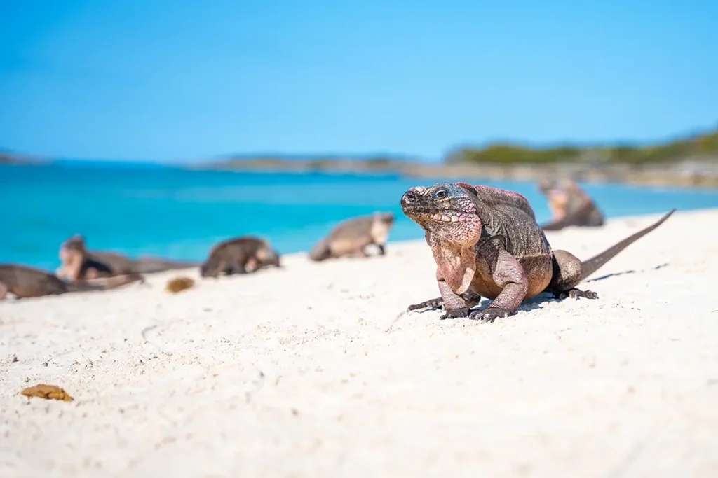 Allen's Cay Iguana Stop