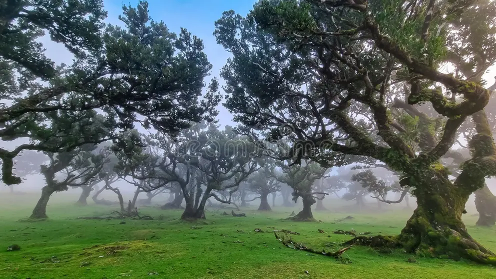 Laurissilva Forest Canopy