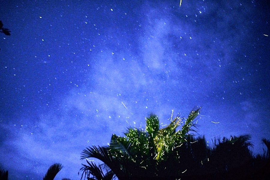Is Firefly Watching in Bohol Worth It