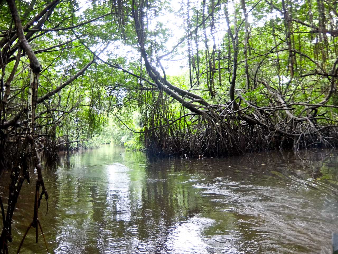 Mangrove Tunnels