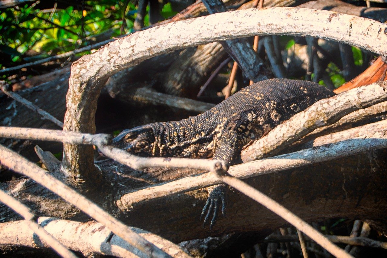 Wildlife Observation Points