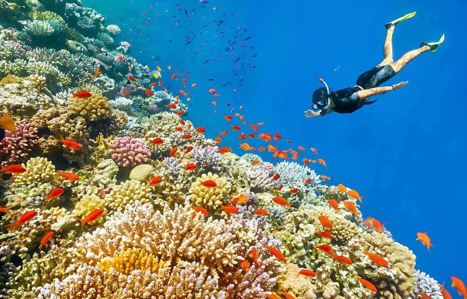 Best Snorkeling El Gouna
