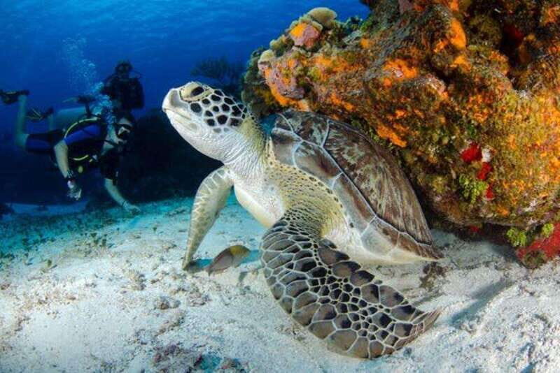 Best Snorkeling Spots Tulum