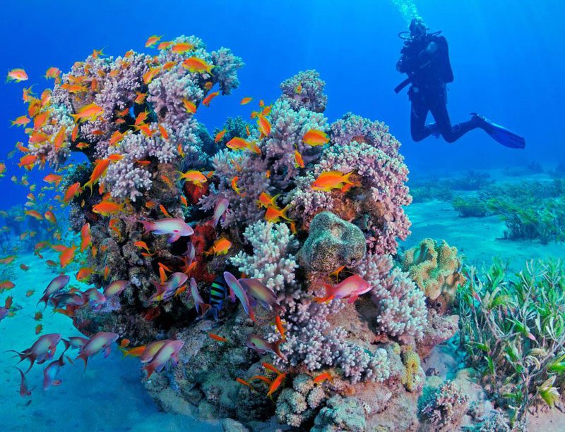 Trincomalee Scuba Diving Season